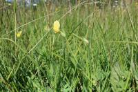 Lotus maritimus