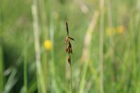 Carex pulicaris