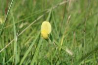 Lotus maritimus