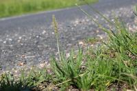 Plantago coronopus