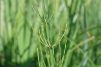 Equisetum fluviatile
