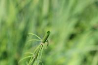 Equisetum fluviatile
