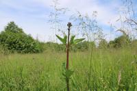 Scrophularia auriculata