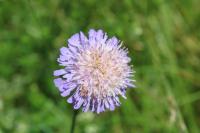 Knautia arvensis