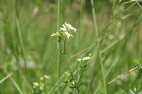 Galium mollugo