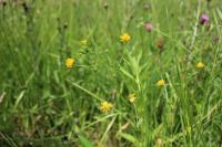 Trifolium patens
