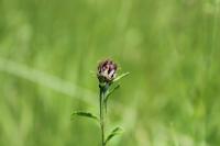Centaurea decipiens