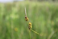 Carex lepidocarpa