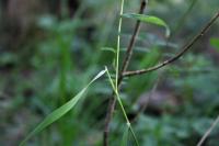 Poa nemoralis