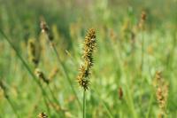 Carex otrubae