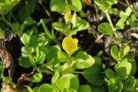 Lysimachia nummularia
