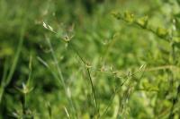 Juncus bufonius