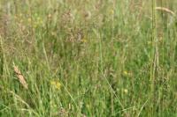 Agrostis capillaris