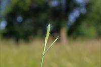 Phleum nodosum