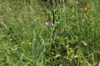 Lathyrus hirsutus