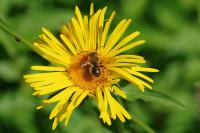 Inula salicina