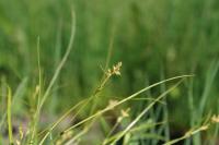 Carex remota
