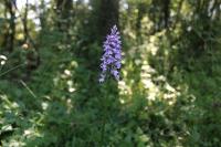 Dactylorhiza fuchsii
