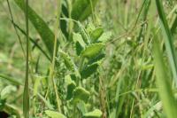 Mentha suaveolens