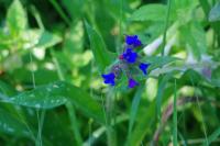 Pulmonaria affinis