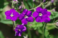 Legousia speculum-veneris