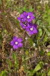 Legousia speculum-veneris