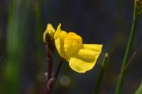 Utricularia neglecta