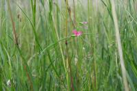 Lathyrus nissolia