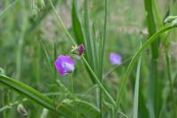Lathyrus hirsutus