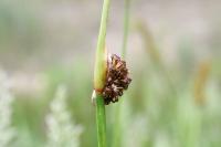 Juncus conglomeratus