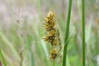 Carex otrubae