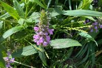 Stachys palustris