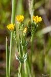Blackstonia perfoliata