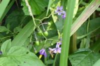 Solanum dulcamara