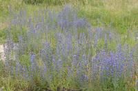 Echium vulgare