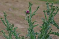 Onopordum acanthium