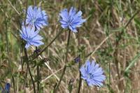 Cichorium intybus