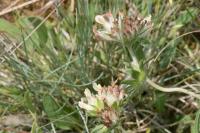 Anthyllis vulneraria