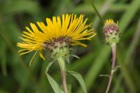 Inula salicina