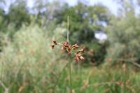 Schoenoplectus lacustris