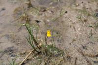 Utricularia neglecta