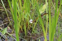 Sagittaria sagittifolia