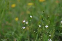 Linum catharticum