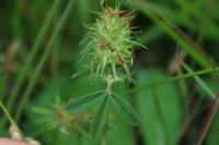 Trifolium ochroleucon