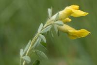 Cytisus lotoides