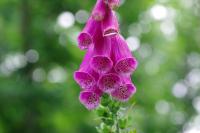 Digitalis purpurea