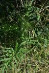 Cirsium eriophorum