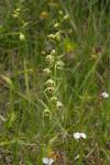 Epipactis muelleri