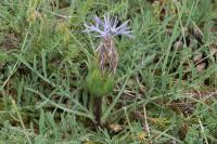 Carthamus mitissimus