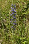 Echium vulgare